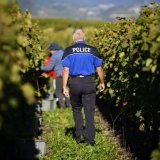 Plusieurs centaines de kilos de raisin ont été volés en Valais central depuis le début de la récolte.